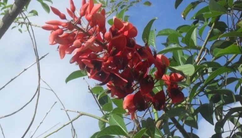 Exitosa realización del taller de siembra de especies nativas