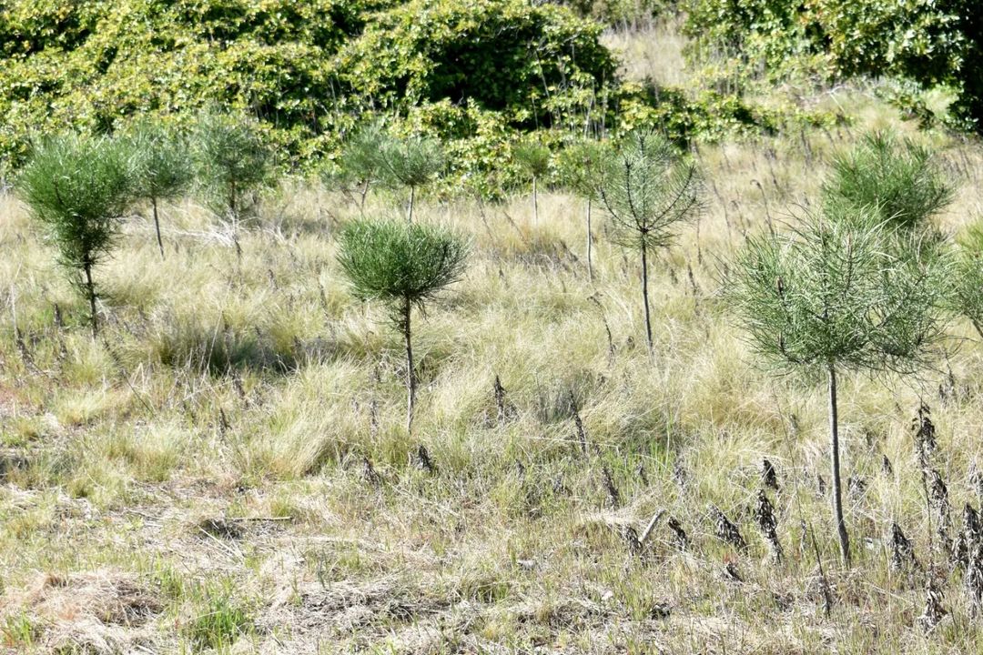 Plan de Reforestación Masiva