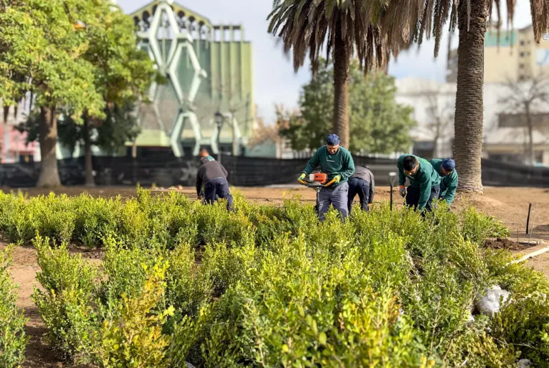 Renovación de la Plaza San Martín: comenzaron a plantar nuevas especies