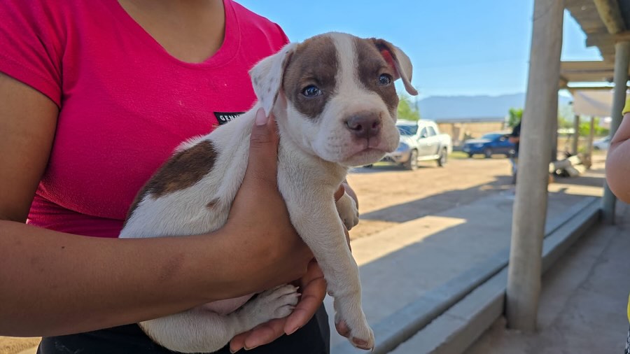  ¡Animales felices y protegidos!
