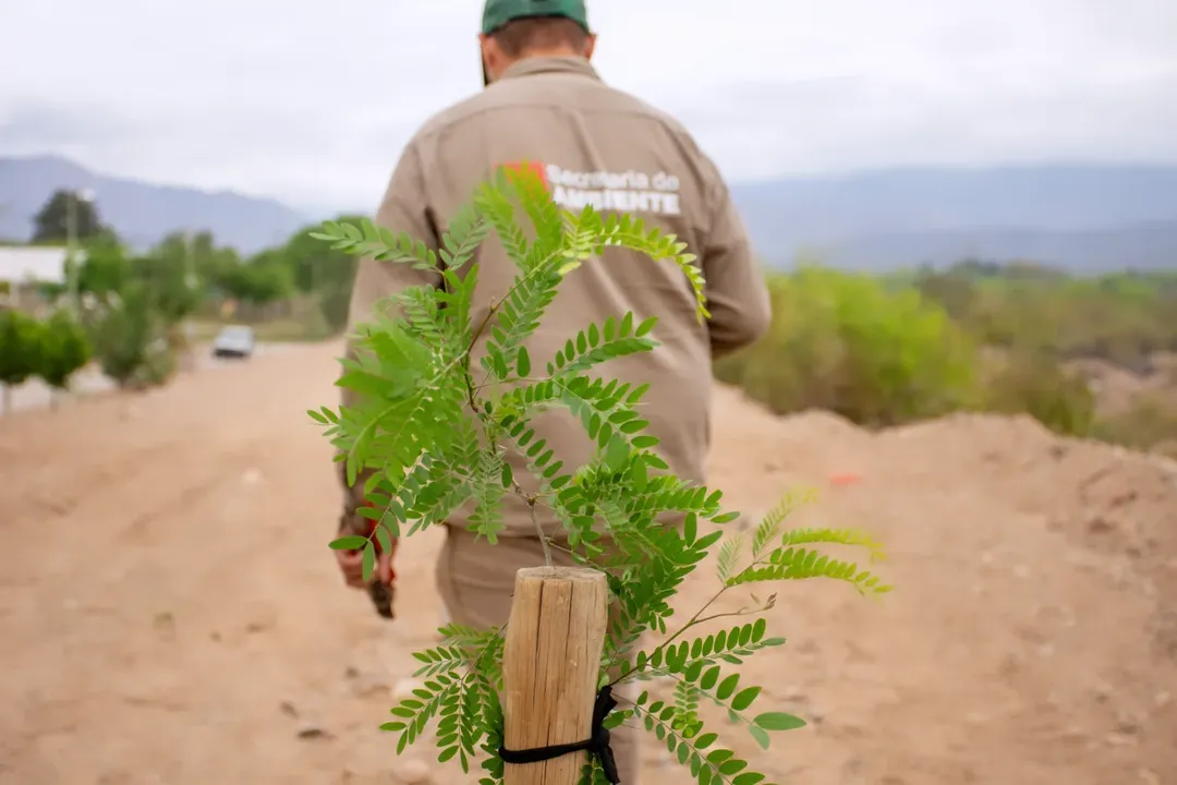 Poner un árbol es cuidar la vida