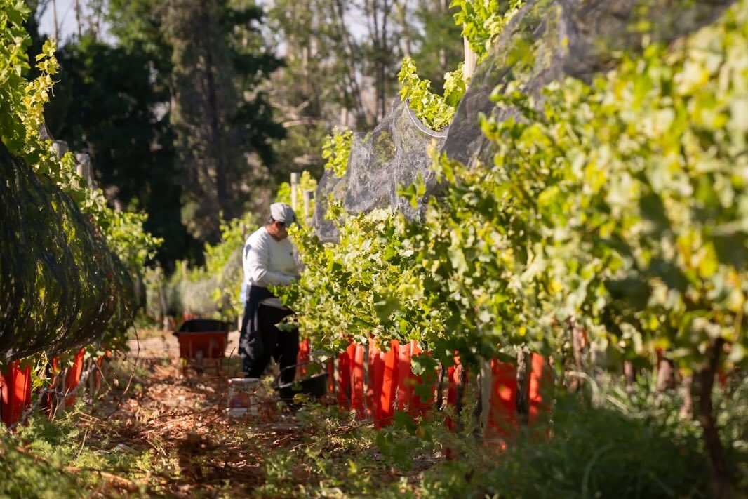 Comenzó la Vendimia en la Bodega Municipal de Cutral Co