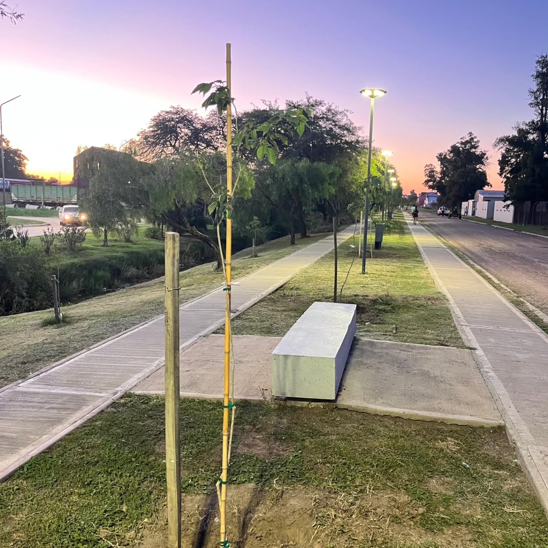 Más árboles en el paseo del tren