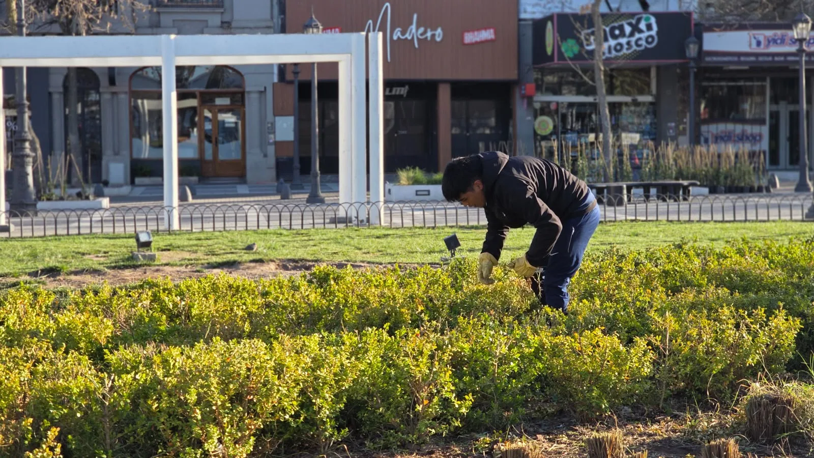 Santa Rosa: la Municipalidad reforestó la Plaza San Martín